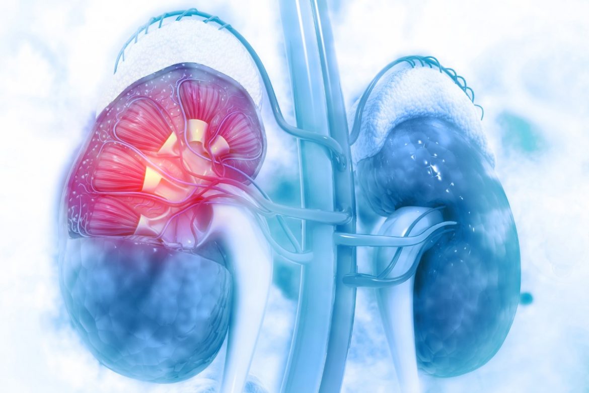 Human kidney cross section on scientific background. 3d illustration Niewydolność nerek – dlaczego dieta jest ważna?